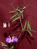 Lathyrus pilosus
