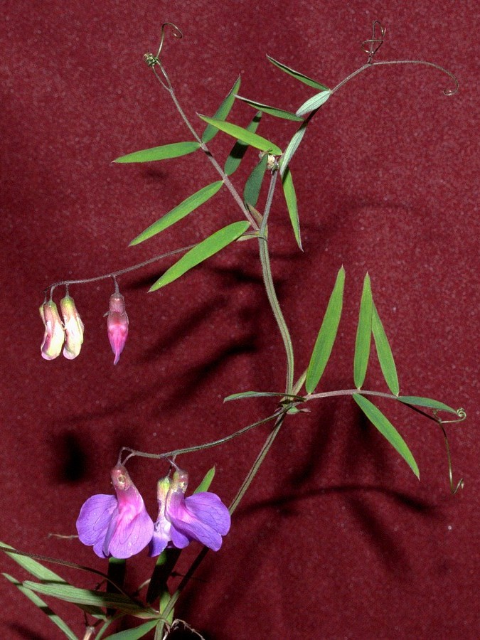 Image of Lathyrus pilosus specimen.