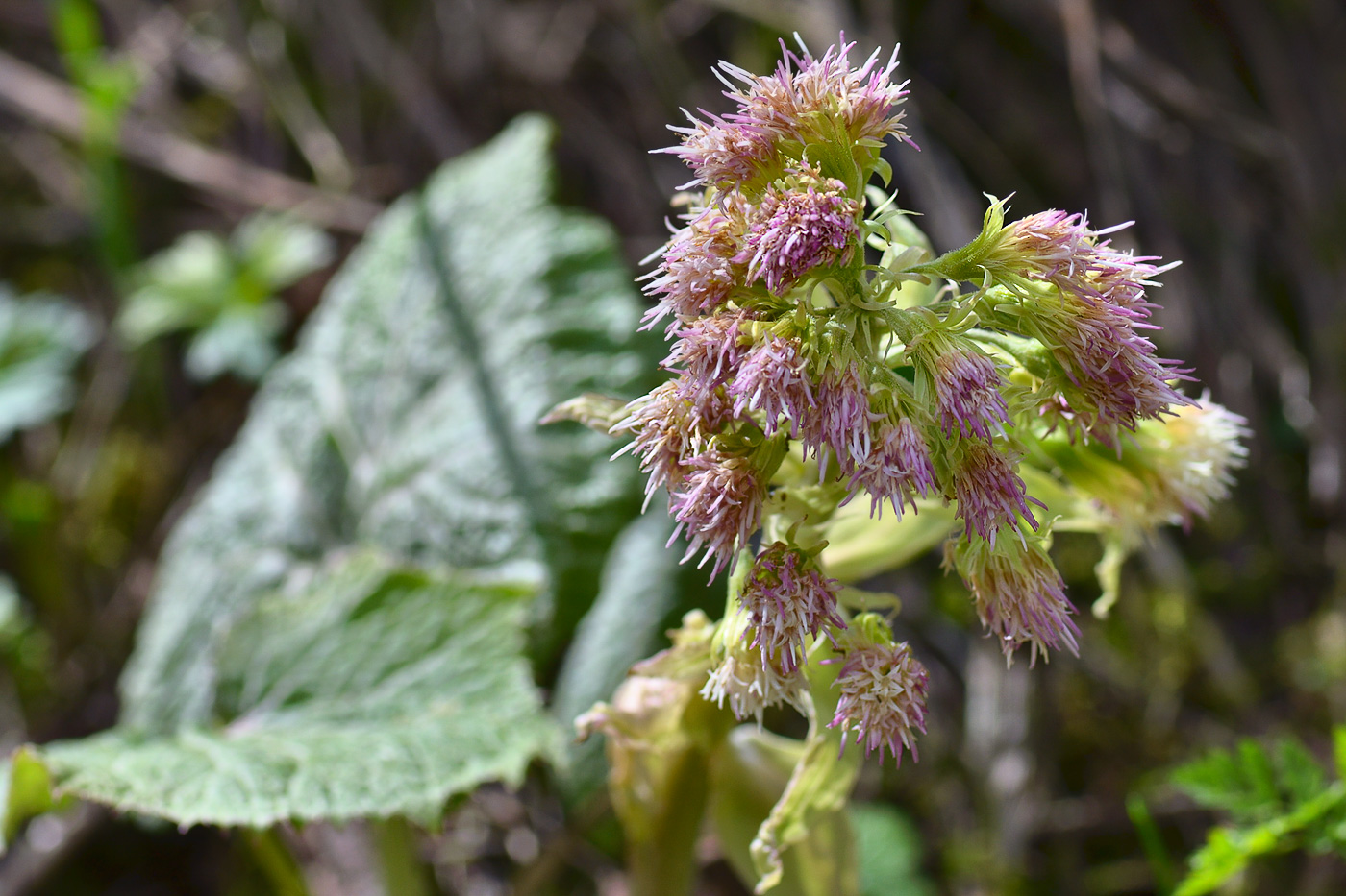 Изображение особи Petasites albus.