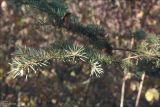 Picea