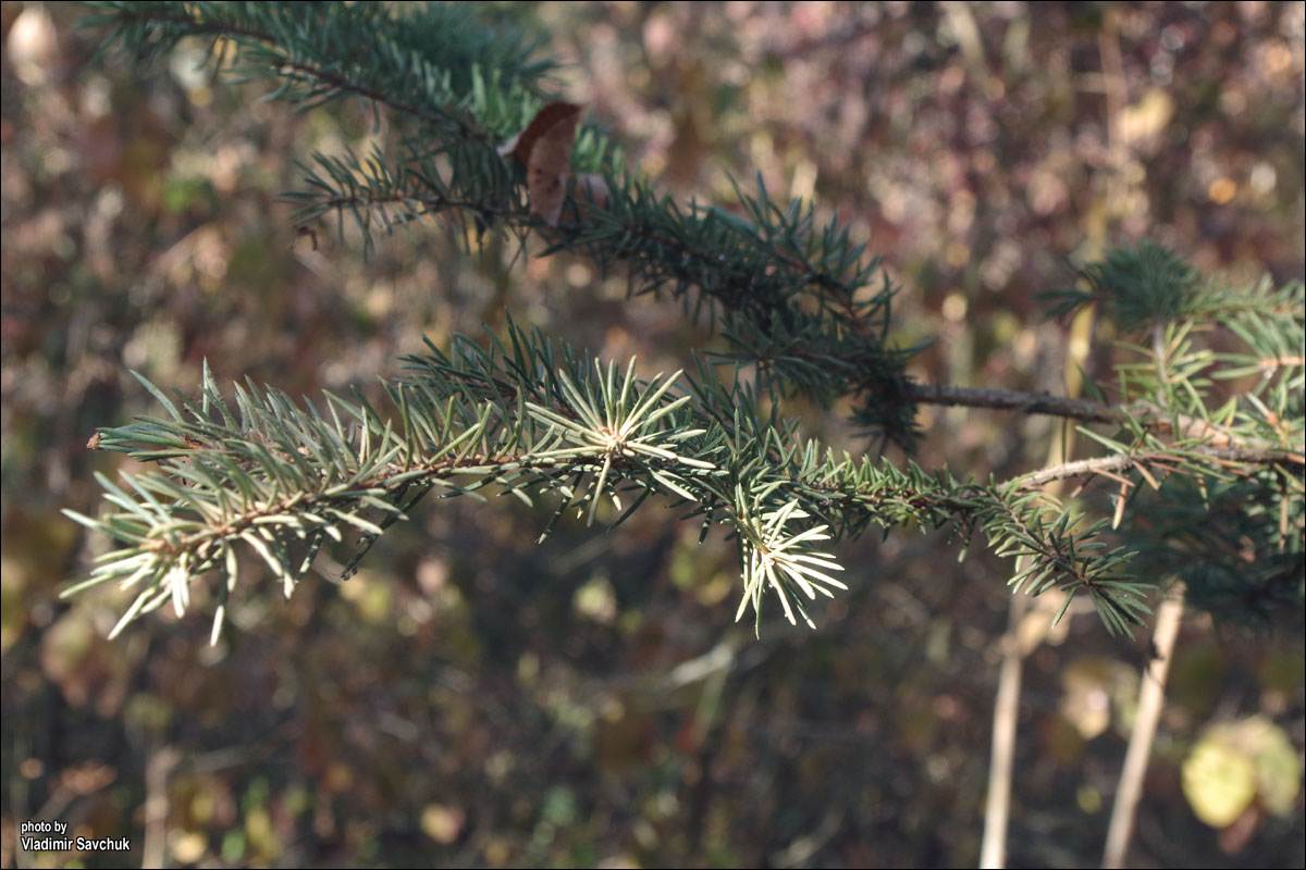 Изображение особи род Picea.