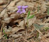 Viola dactyloides. Цветущее растение. Иркутская обл., Черемховский р-н, окр. пос. Узкий Луг, редкий лес. 26.05.2019.