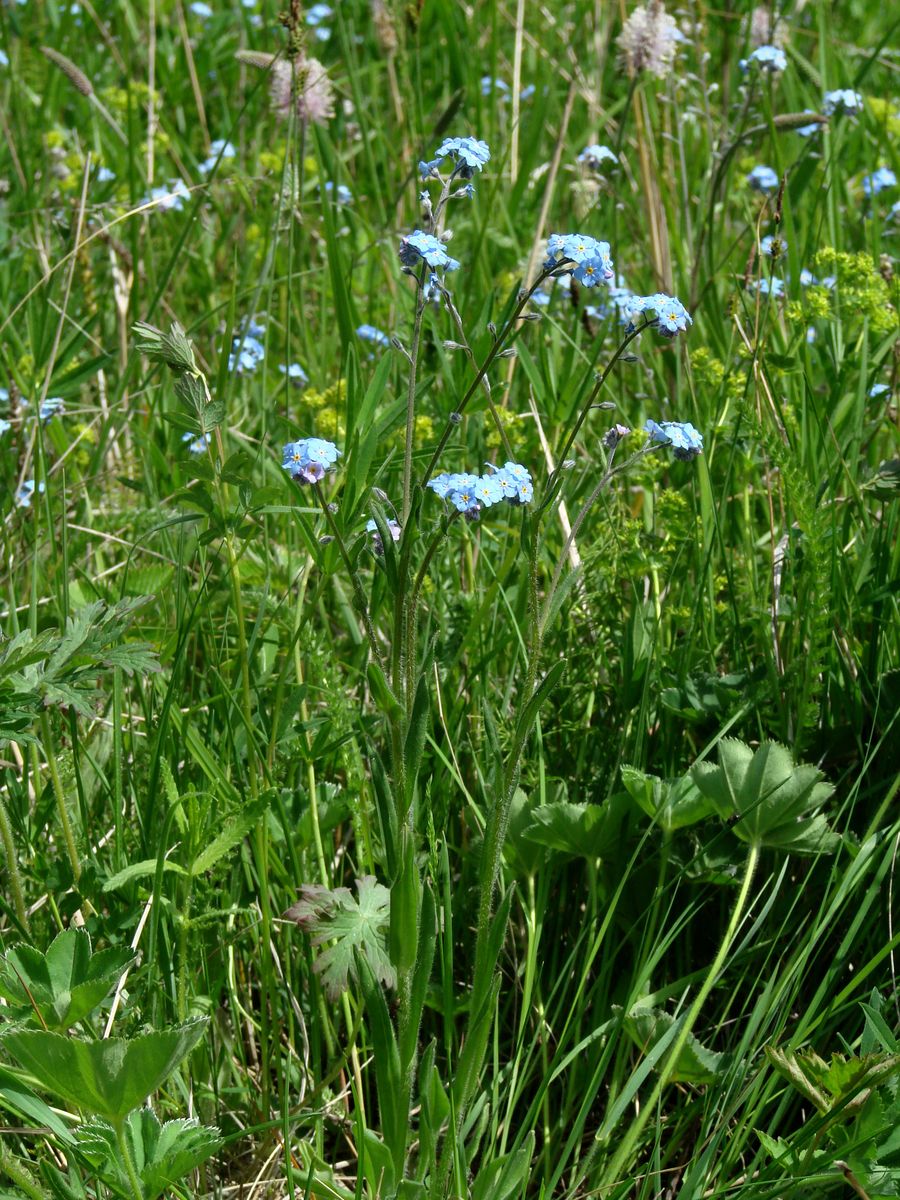 Изображение особи род Myosotis.