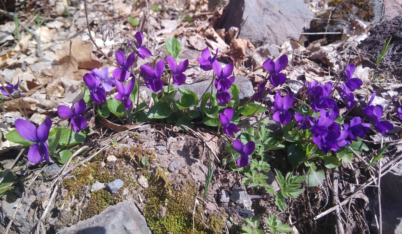 Изображение особи Viola odorata.