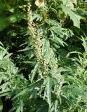 genus Artemisia. Верхушка цветущего растения. Сахалинская обл., Невельский р-н, на склоне около тропы к водопаду. 14.08.2019.