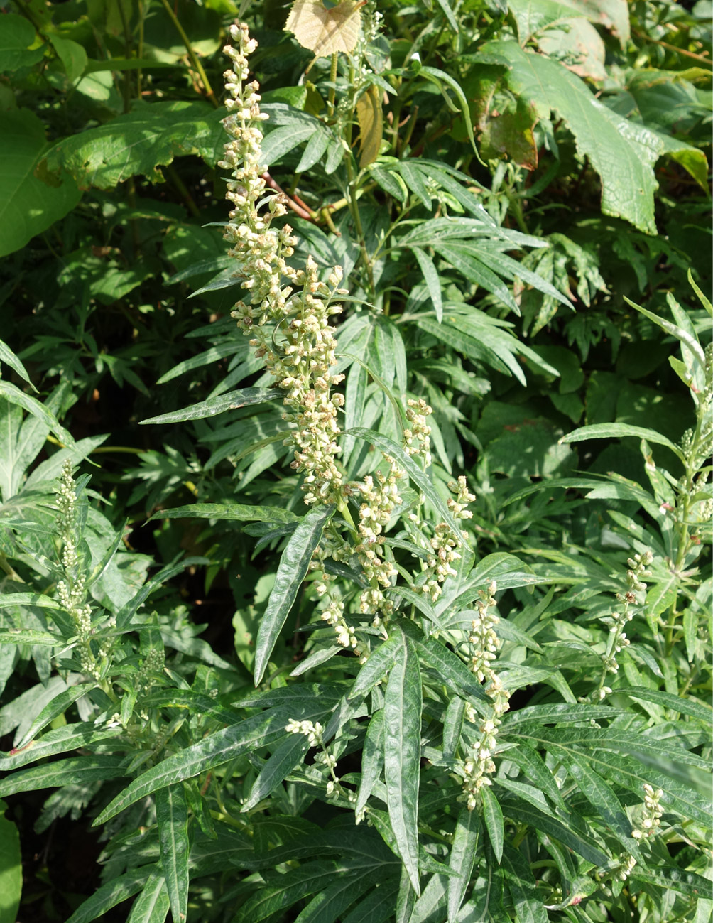 Image of genus Artemisia specimen.