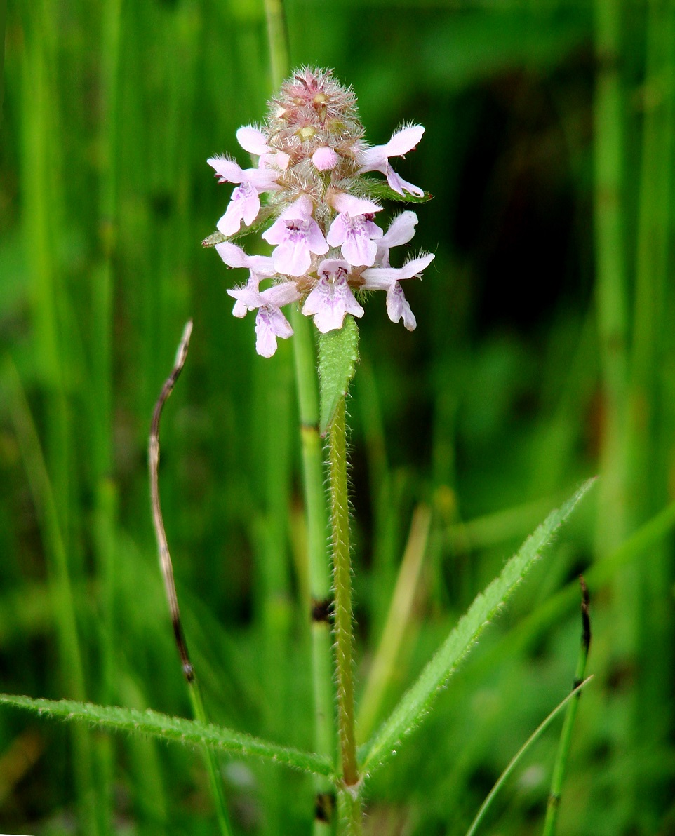 Image of Stachys aspera specimen.