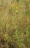 Hieracium filifolium