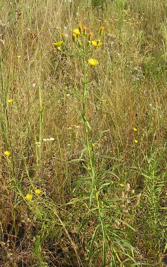 Image of Hieracium filifolium specimen.