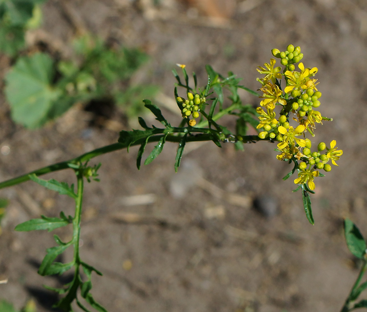 Изображение особи Rorippa sylvestris.