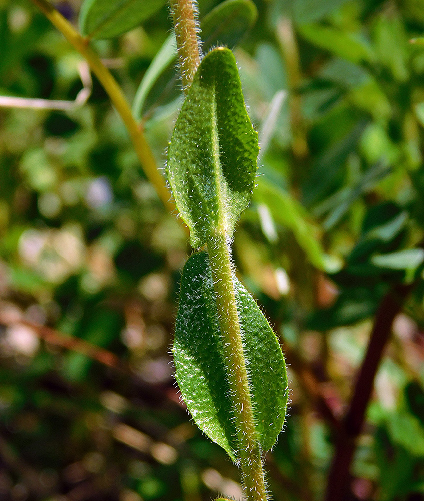 Image of Arabis sagittata specimen.