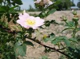 Rosa canina. Побег с цветком и бутонами. Кыргызстан, Чуйская обл., западная окр. с. Восток, около придорожной канавы. 21.05.2019.