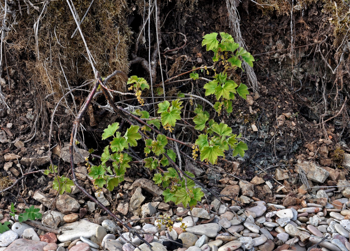 Image of Ribes spicatum specimen.