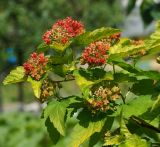 Physocarpus opulifolius