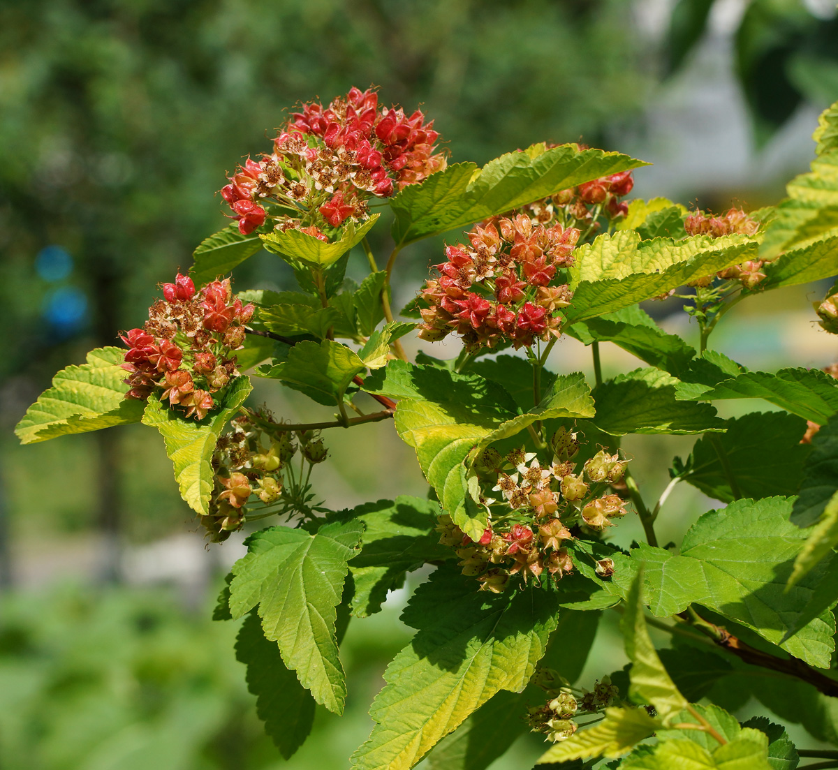 Image of Physocarpus opulifolius specimen.