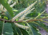 Castanea sativa. Средняя часть ветви с мужскими соцветиями. Украина, Черкасская обл., Каневский р-н, Региональный ландшафтный парк \"Трахтемиров\", искусственное насаждение на степном участке. 3 июля 2010 г.