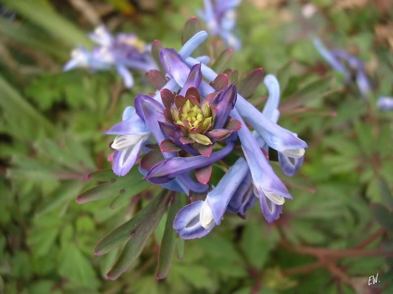 Изображение особи род Corydalis.