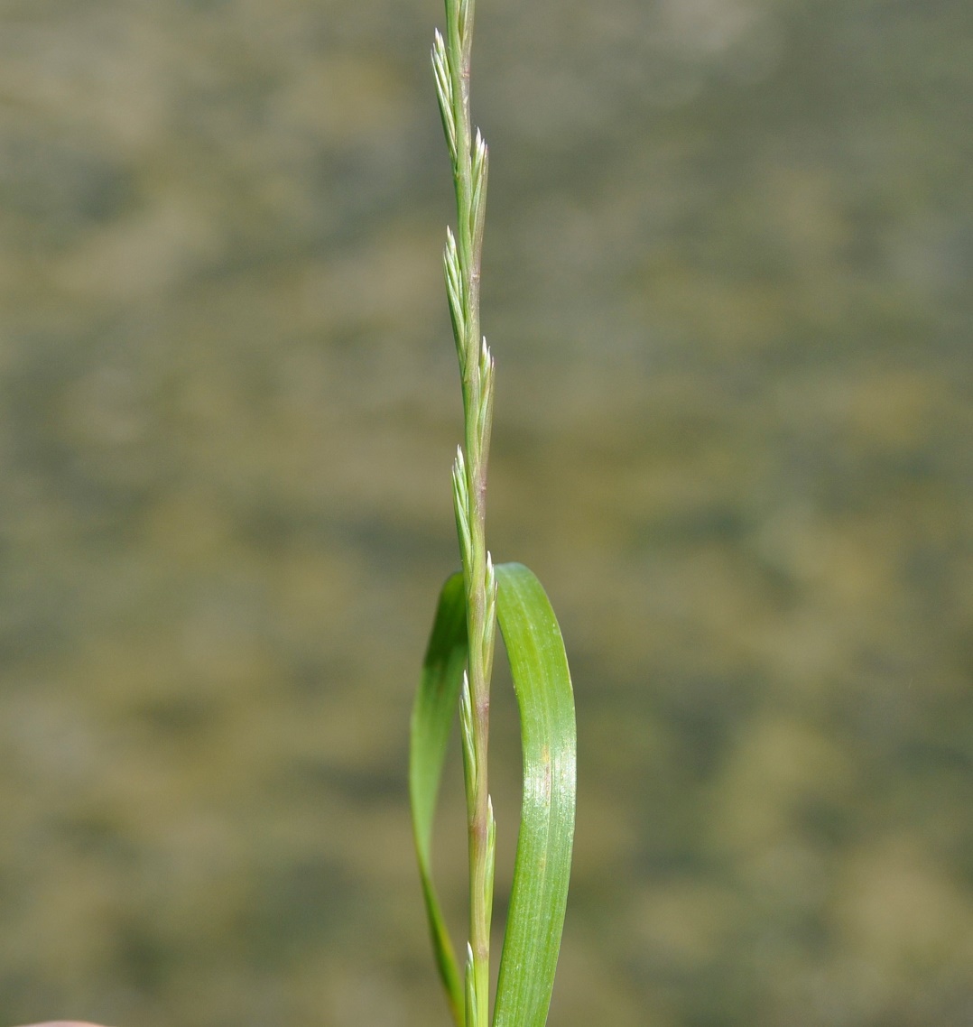 Image of Lolium subulatum specimen.