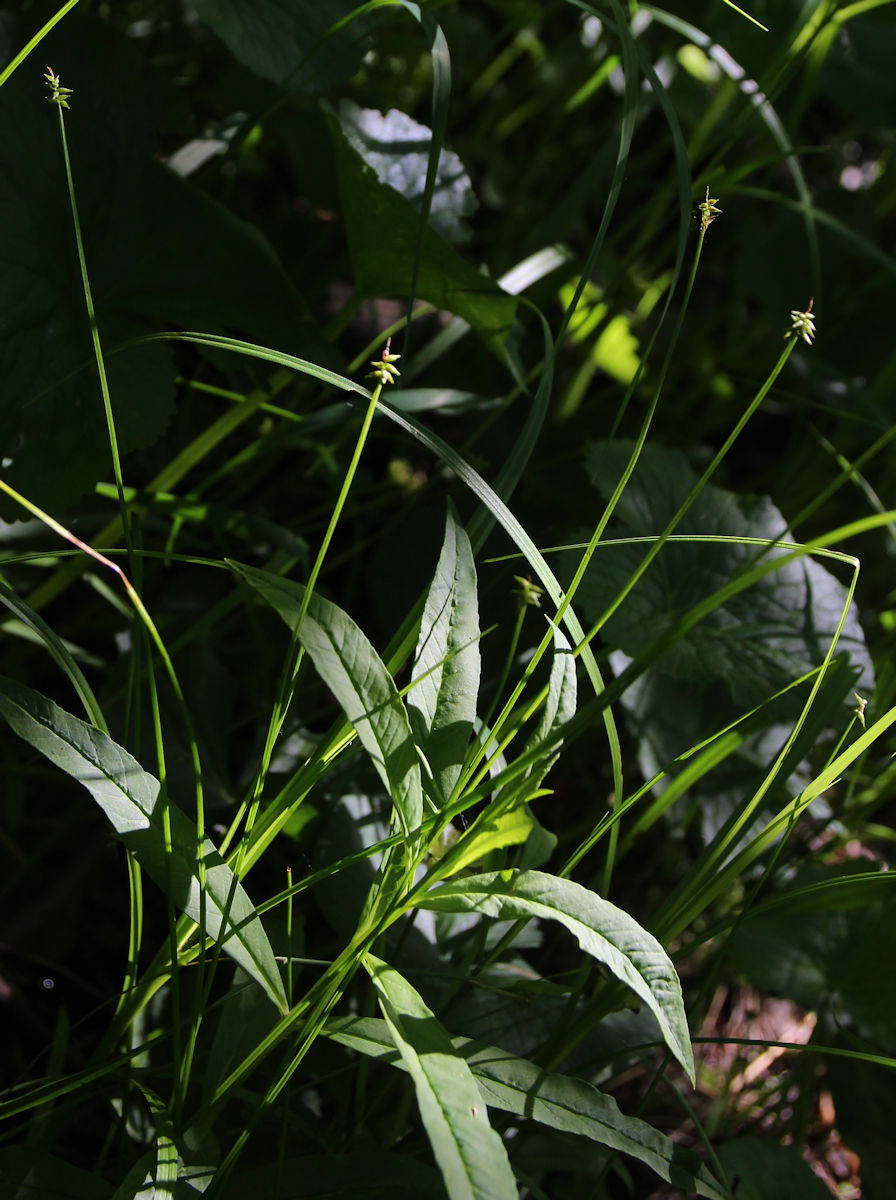 Изображение особи Carex uda.