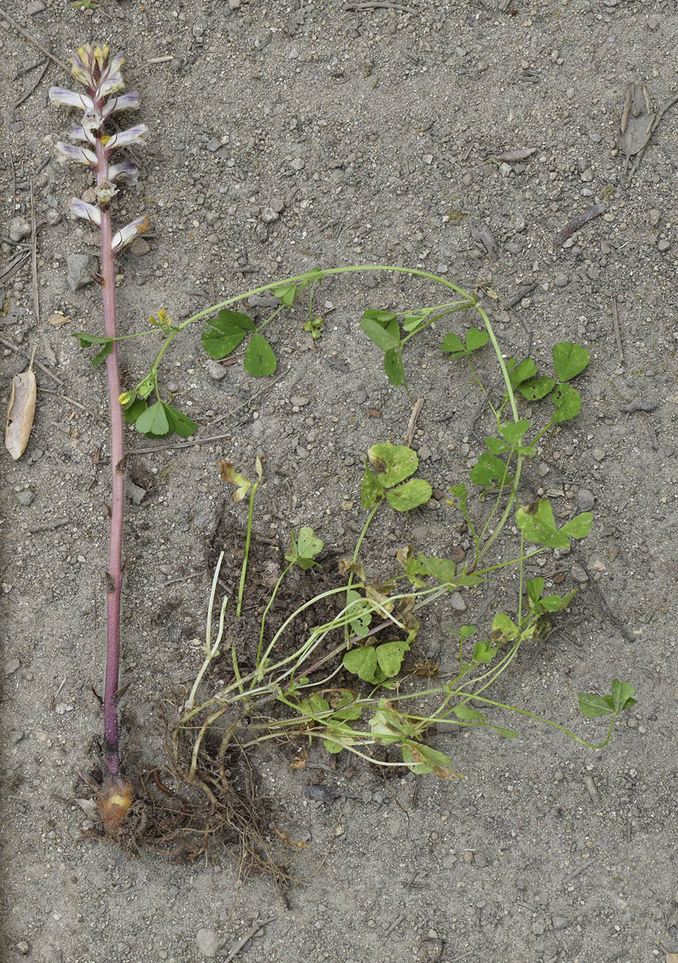 Image of Orobanche minor specimen.
