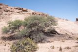 Vachellia erioloba. Плодоносящее растение; на переднем плане - Zygophyllum stapfii. Намибия, регион Erongo, пустыня Намиб, ок. 60 км к востоку от г. Свакопмунд, пустыня Намиб, национальный парк \"Dorob\", ок. 320 м н. у. м., сухое русло временного водотока. 03.03.2020.