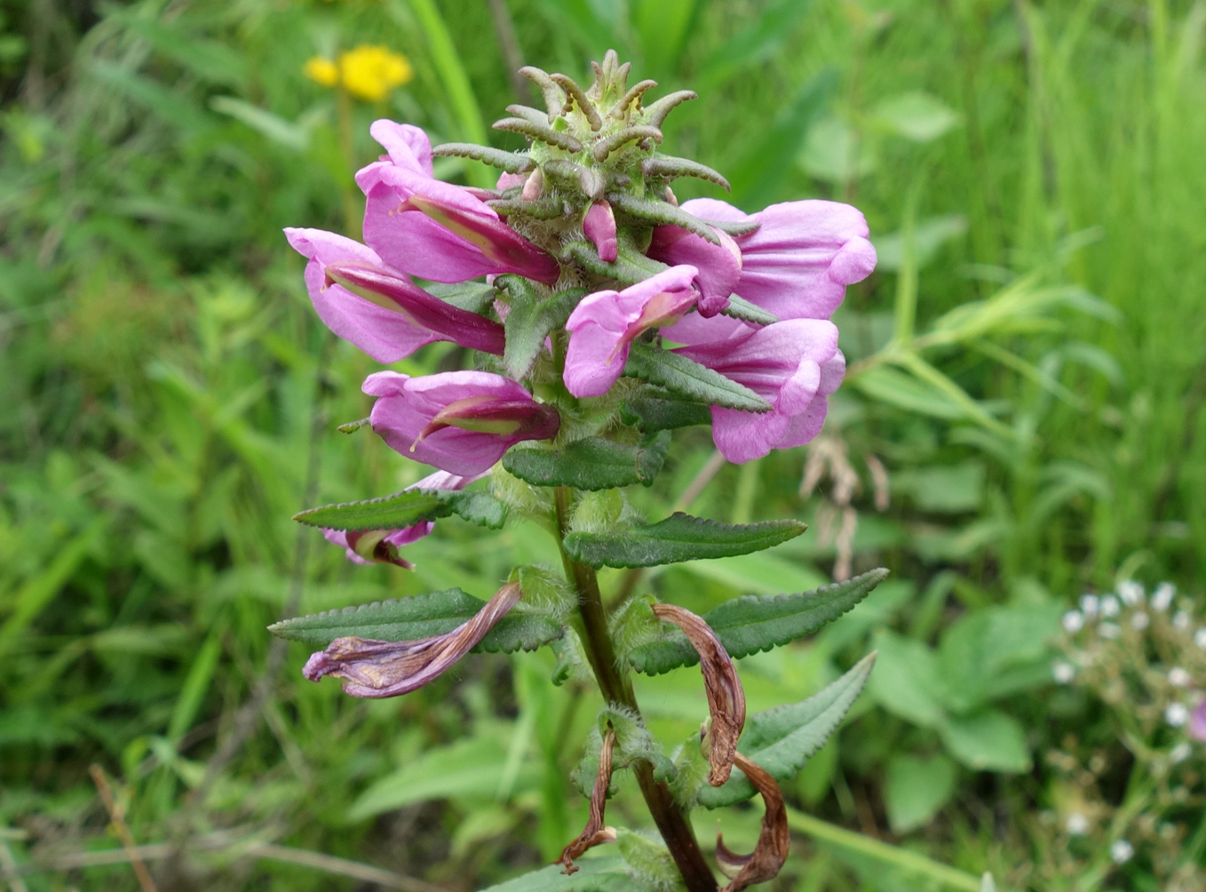 Изображение особи Pedicularis resupinata.