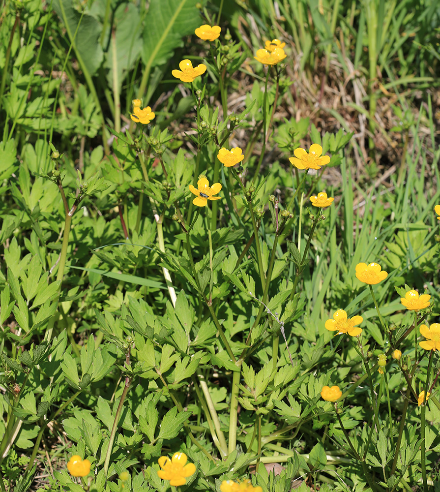 Изображение особи Ranunculus repens.