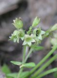 Pulmonaria obscura