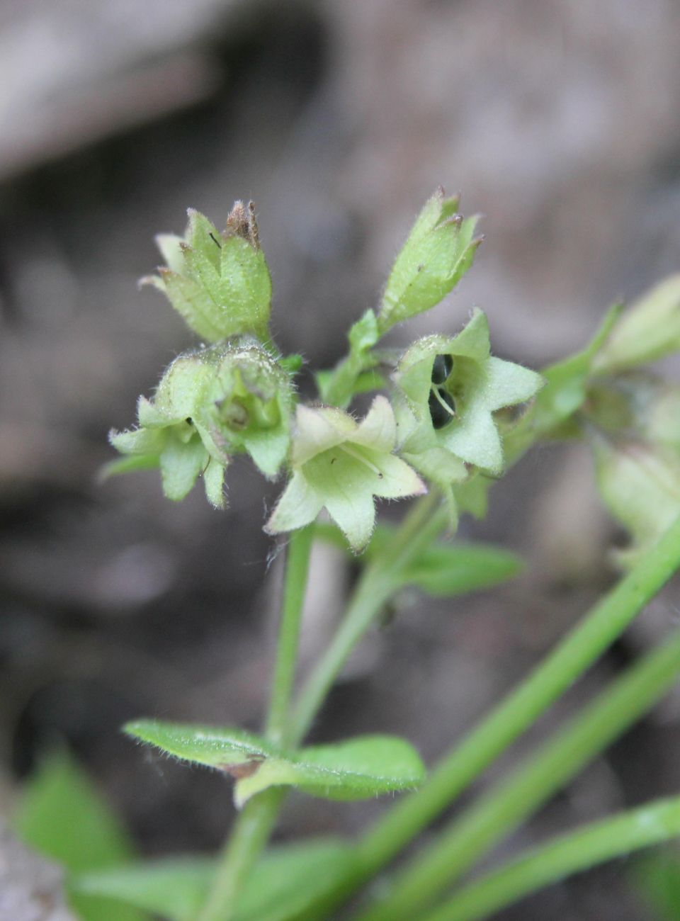 Image of Pulmonaria obscura specimen.