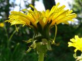 Taraxacum officinale