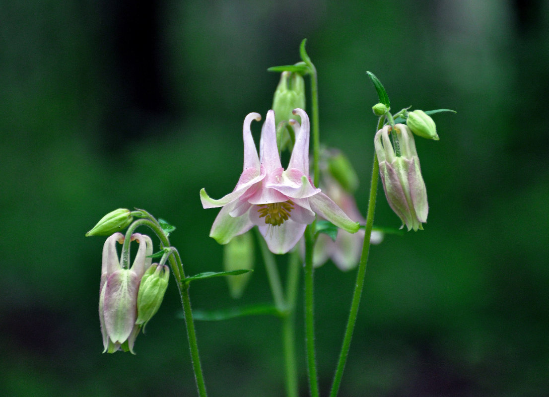 Изображение особи Aquilegia vulgaris.