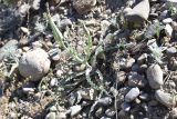 genus Tragopogon. Растение с отцветшим (слева) и развивающимся (справа) соцветиями. Таджикистан, Согдийская обл., Исфара, глинисто-щебнистый адыр. 4 мая 2019 г.