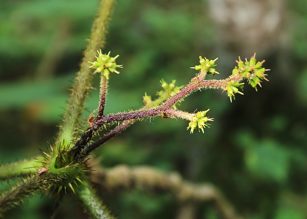 Изображение особи Oplopanax elatus.