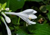 Hosta plantaginea