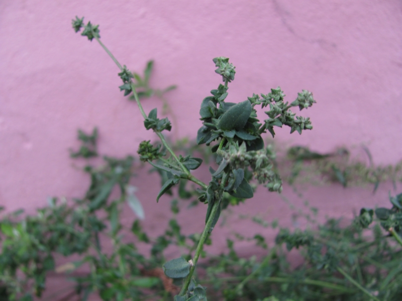 Image of genus Atriplex specimen.