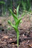 Cypripedium calceolus