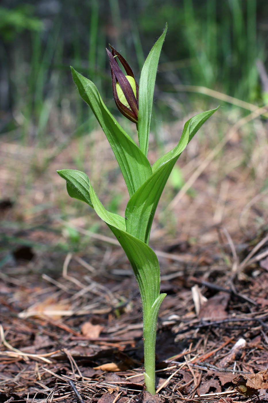 Изображение особи Cypripedium calceolus.