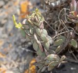 Peperomia nivalis var. lepadiphylla