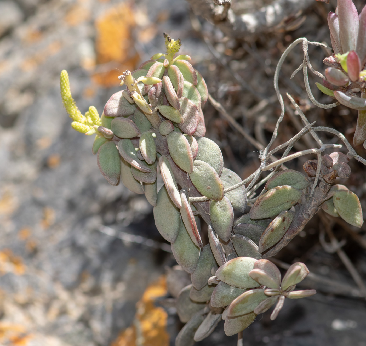 Image of Peperomia nivalis var. lepadiphylla specimen.