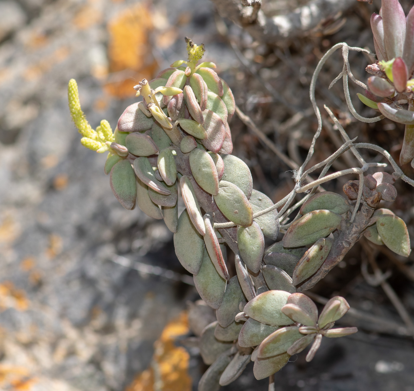 Изображение особи Peperomia nivalis var. lepadiphylla.