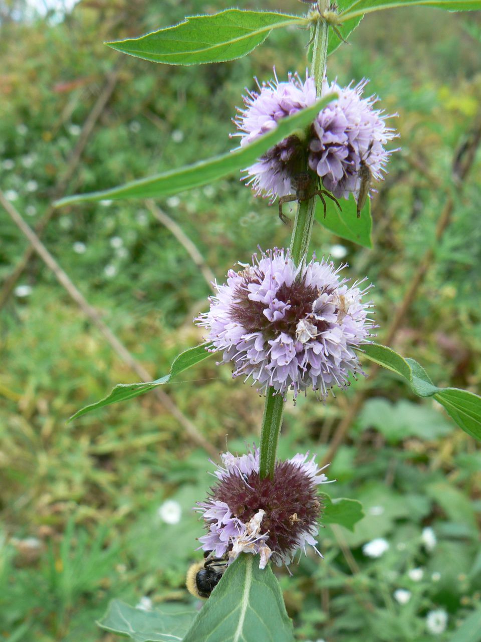 Image of Mentha canadensis specimen.