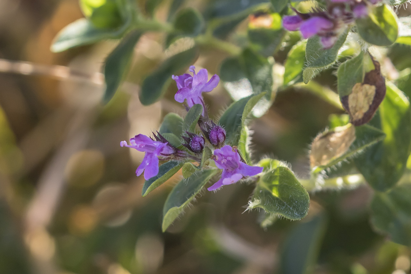 Изображение особи Thymus nummularius.