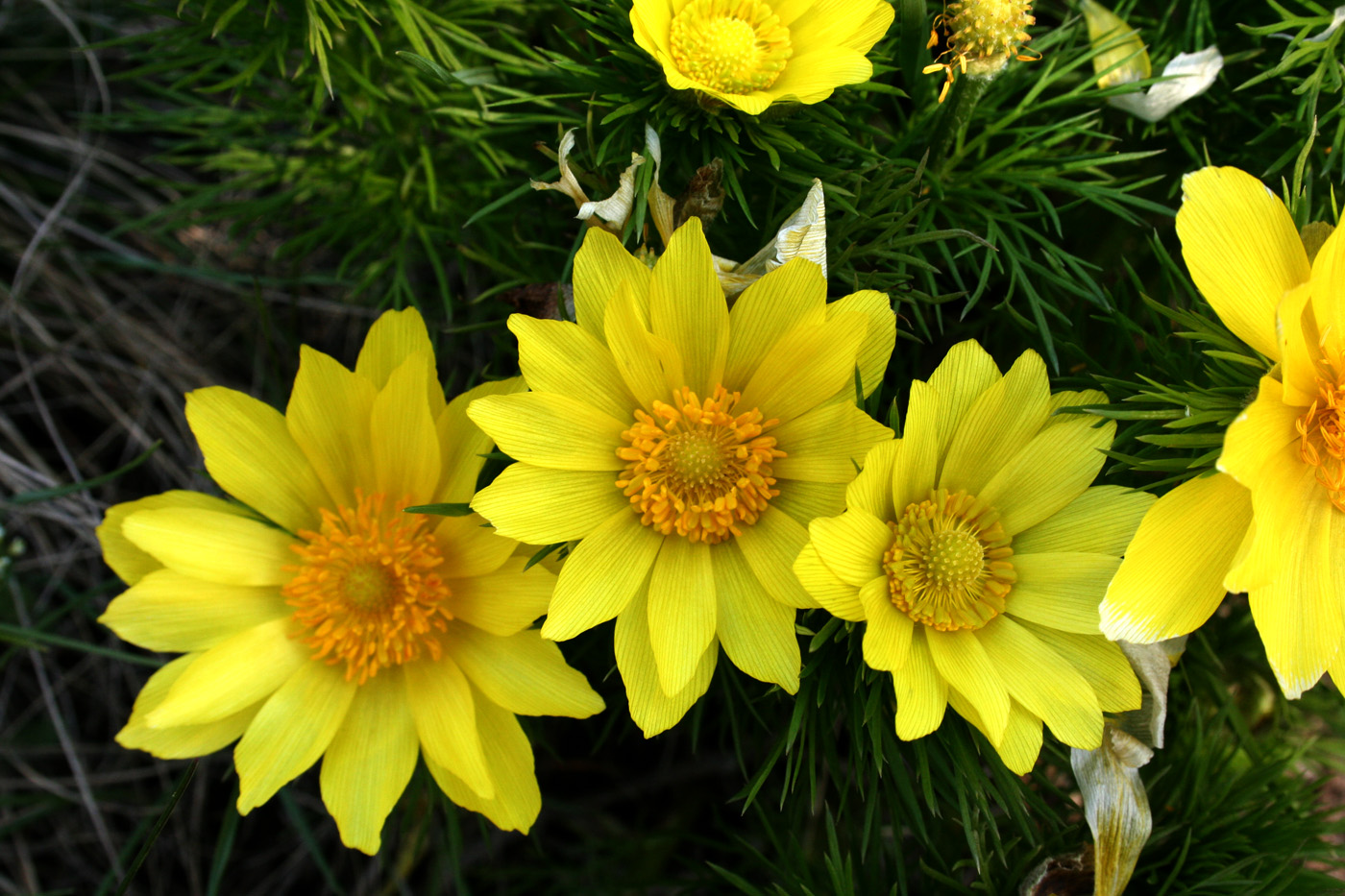 Image of Adonis vernalis specimen.