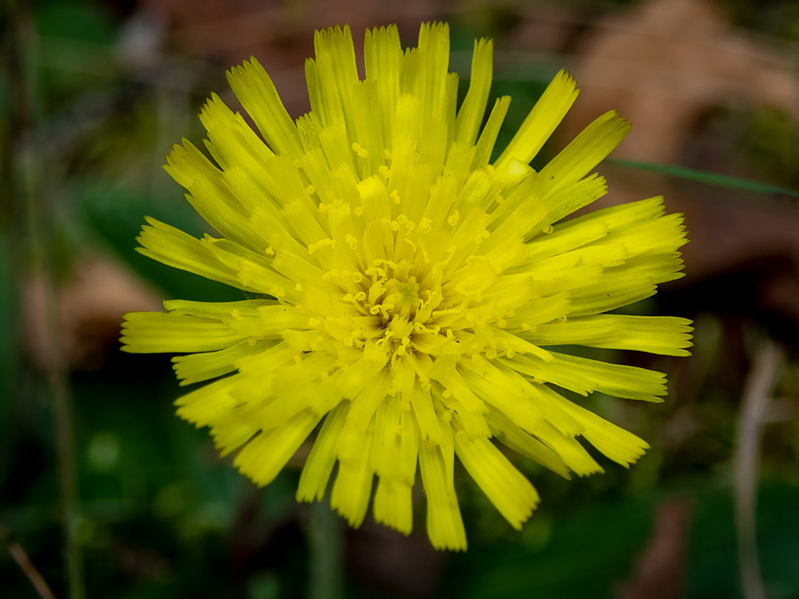 Image of Pilosella officinarum specimen.