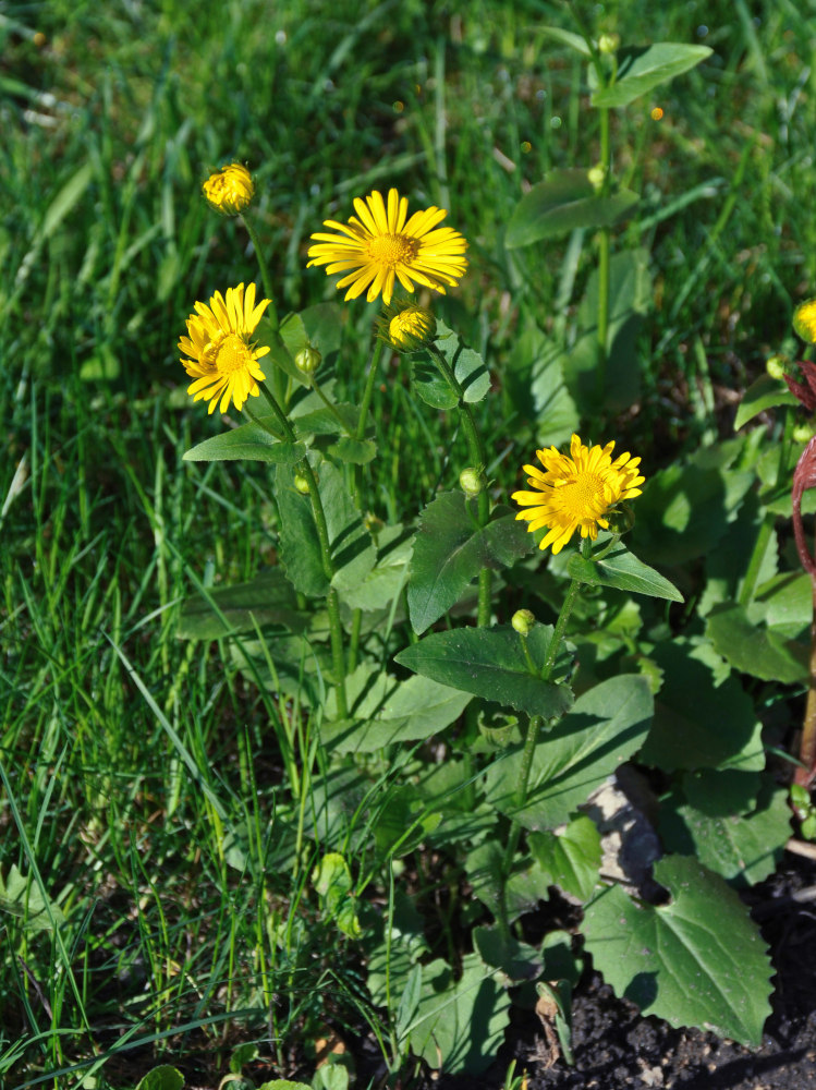 Изображение особи Doronicum carpaticum.