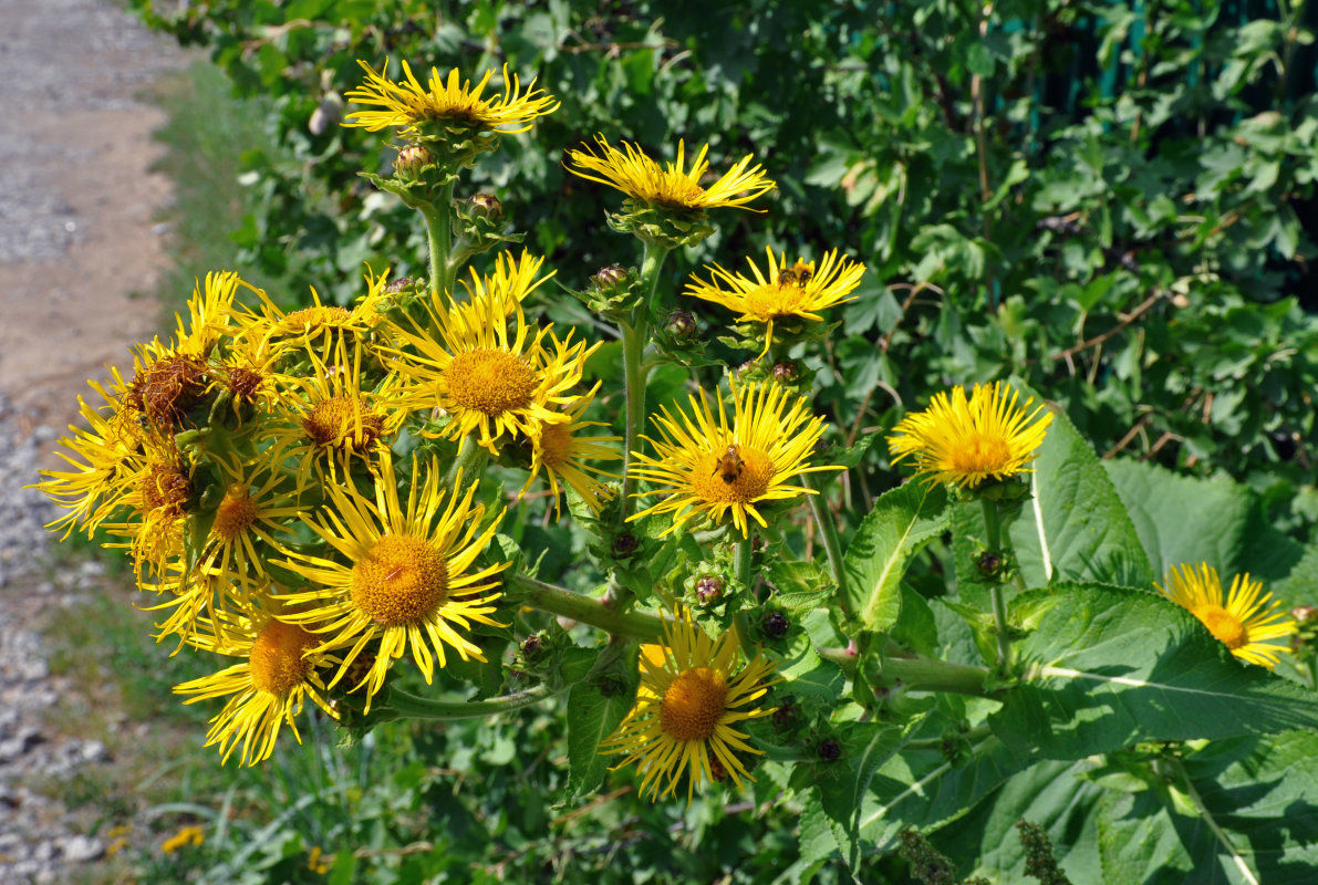 Image of Inula helenium specimen.