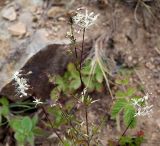 Silene foliosa. Верхушка цветущего растения. Приморский край, Ольгинский р-н, 6 км Ю-В с. Милоградово, бух. Красная Скала. 12.08.2009.