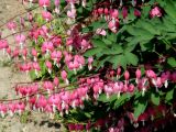 Dicentra spectabilis. Соцветия. Иркутская обл., Иркутский р-н, пос. Листвянка, в культуре. 24.06.2020.