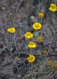 Anthemis tinctoria. Соцветия. Тульская обл., Узловский р-н, Романцевские горы, глинистый склон. 03.10.2020.