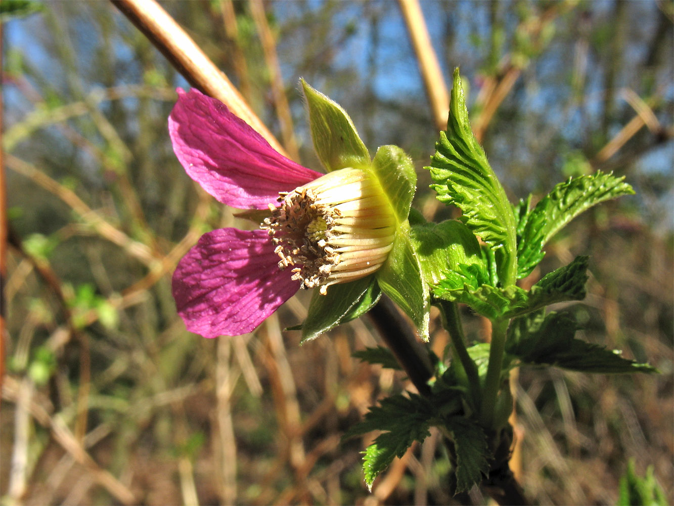 Image of Rubus spectabilis specimen.